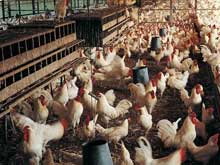 淺談雞病與環(huán)境的關系！