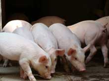 豬厭食一定要重視！