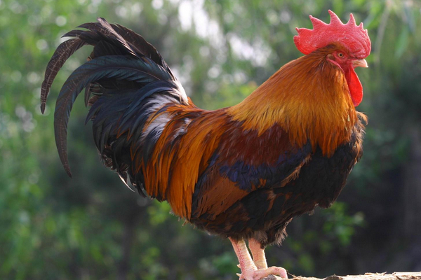 該怎么預防治療腸炎？戳進來