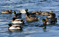 鴨子不停的擺頭，抖震、勾背的病因