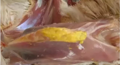 現(xiàn)在青年雞最嚴(yán)重的是什么？