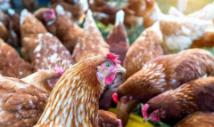 出現(xiàn)咳嗽呼嚕流鼻涕？秋天常發(fā)病你都不知道怎