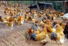 雞咳嗽、呼嚕、甩鼻怎么辦？