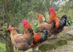 呼吸道看似小病，但是引起后期消瘦，采食下降