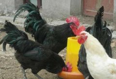 肉雞現(xiàn)在行情還算不錯，可是這個(gè)腺肌胃炎出現(xiàn)