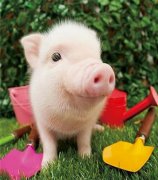 元旦、春節(jié)期間的生豬價(jià)格有望上漲么，能漲多