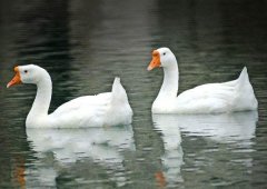 養(yǎng)鵝禁忌有哪些？看看你中了幾條！