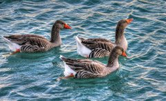 鴨子腿軟癱瘓一批鴨子出現(xiàn)兩三次這種情況！怎