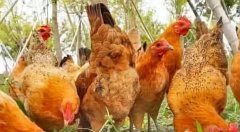 蛋雞產(chǎn)蛋過程中高峰期維持時(shí)間較短！有個(gè)妙招