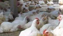 現(xiàn)在這個(gè)季節(jié)肉雞無法掙到錢？腺肌胃炎越來越