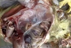 黃病毒在南方各個(gè)地區(qū)多發(fā)，這里帶你了解黃病