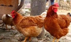 養(yǎng)雞過(guò)程中不能做的八件事，養(yǎng)殖戶要記牢！(技