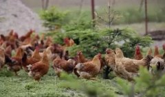 養(yǎng)雞冬天你不注重呼吸道疾病？那可就功虧一簣