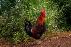 雞腺胃炎跟腸道混感?。夹g(shù)指導(dǎo)）