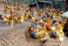 家禽夏季熱應(yīng)激拉稀腸道菌群失調(diào)！