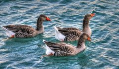 近期番鴨細(xì)小病毒并發(fā)！