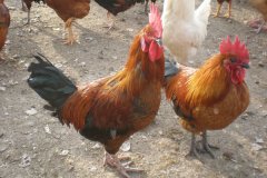 滑液囊支原體病程長(zhǎng)，籠養(yǎng)雞不易被發(fā)現(xiàn)，經(jīng)常