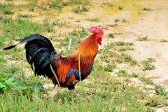 從雞眼，延伸出來的疾病！