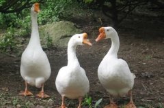 怎么治療鵝痛風(fēng)問題？快進(jìn)來看看！