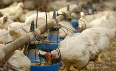 肉雞每天吃料都不跟天，一直找不到原因！知道