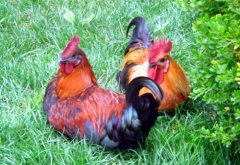 各種雞糞預(yù)示著什么疾??？（疾病技術(shù)）