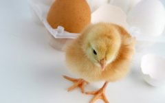 肉雞科學用藥指導?。夹g(shù)）