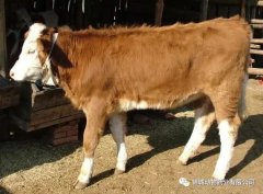 肥牛養(yǎng)殖過程中存在的問題，應(yīng)該如何進(jìn)行解決