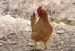 大腸桿菌能引發(fā)哪些疾病？（保存收藏）