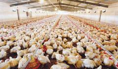 肉雞壞死性腸炎飼料報(bào)酬低，整齊度差嚴(yán)重影響