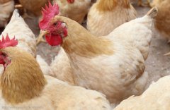 注意，肉雞呼吸道疾病這些聲音信號！