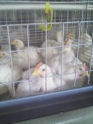 肉雞腺肌胃炎高發(fā)，養(yǎng)雞人認真看完這篇文章，