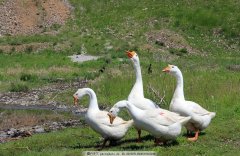 這個(gè)階段鵝最怕呼吸道，如果稍不注意，損失就