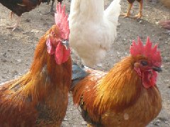 聽(tīng)說(shuō)現(xiàn)在球蟲(chóng)發(fā)病率極高！傷亡也會(huì)出現(xiàn)！