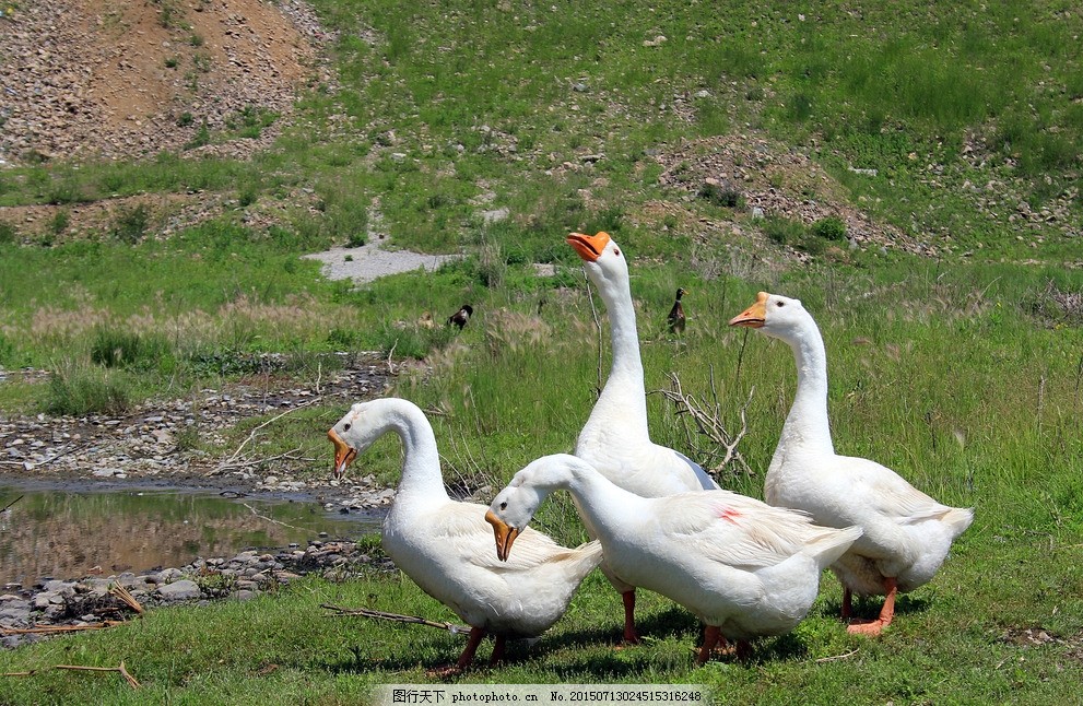雛鵝為什么會互相啄毛？怎么解決？